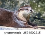 Adorable Otter Relaxing on a Sunny Day