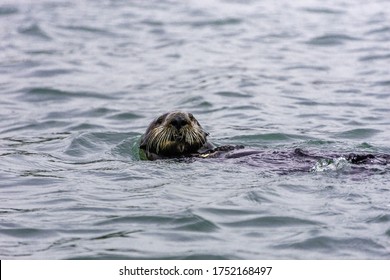 Adorable Pacific Sea Otter Swimming, Diving, Eating Clams And Mollusks In Moss Landing, California 
