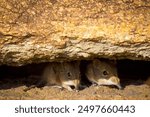 Adorable Pair of elephant shrews under a rock