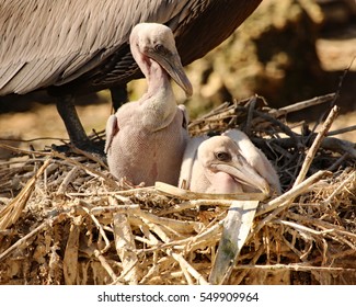 Adorable Pair Of Pelican Chicks In Nest