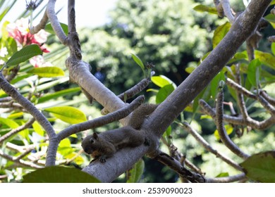 An adorable Pallas's squirrel resting on a tree branch in the garden on sunny day - Powered by Shutterstock