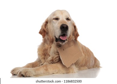 adorable panting labrador with carton sign around neck lying on white background - Shutterstock ID 1186832500