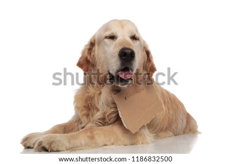 adorable panting labrador with carton sign around neck lying on white background