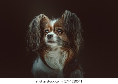 犬 後ろ姿 の写真素材 画像 写真 Shutterstock