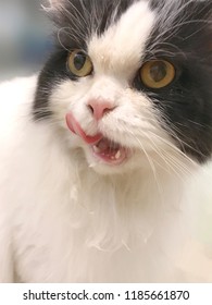 Adorable Persian Tuxido Cat Is Drinking Milk, Licking Her Lip With A Drop Of Milk Foam On Her Face In Blurred Background