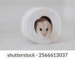 Adorable pet Djungarian hamster hiding and playing inside a toilet paper roll, enjoying its playful time