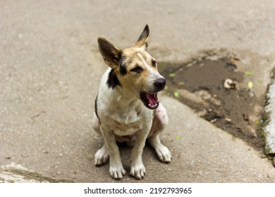 Adorable Pet Dog Portrait Outside