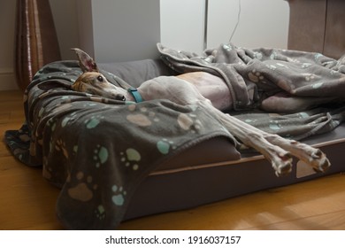 Adorable pet greyhound pricks her ears and looks straight at the camera. Whilst lying on her side in a luxury bed with blankets and stretching.