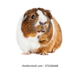 856 Guinea pig side Images, Stock Photos & Vectors | Shutterstock