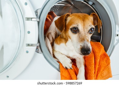 21,382 Pets cleaning Stock Photos, Images & Photography | Shutterstock