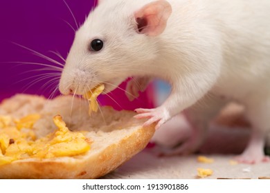 Adorable Pet Rat Eating Eggs