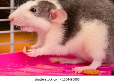 Adorable Pet Rat Eating Food