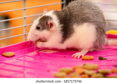 Adorable Pet Rat Eating Food