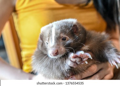 Adorable Pet Skunk