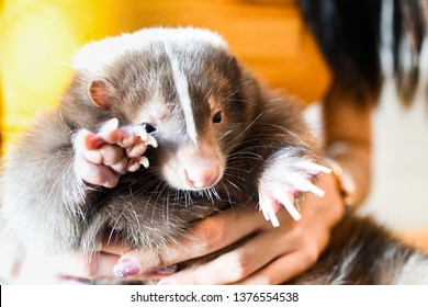 Adorable Pet Skunk