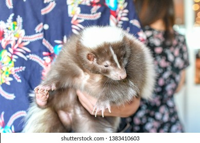 Adorable Pet Skunk Holding Cuddling In Hand