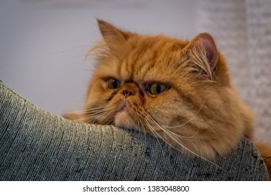 White Persian Cat Images Stock Photos Vectors Shutterstock