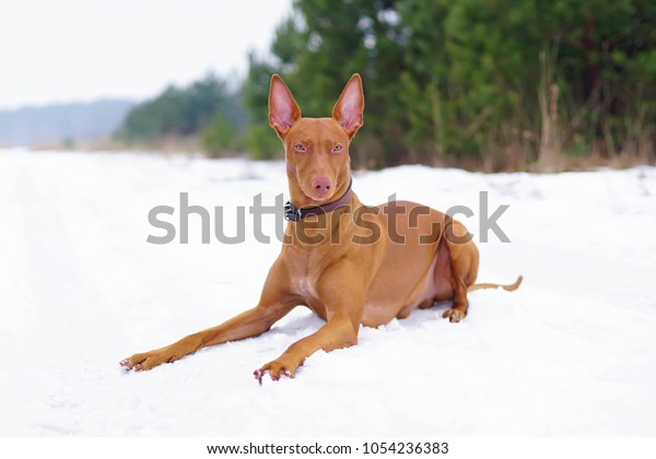 Adorable Pharaoh hound with a leather collar lying\
down on a snow in\
winter