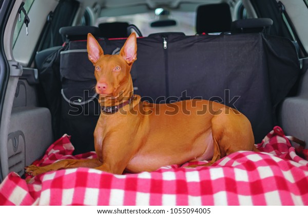 Adorable Pharaoh hound with a leather collar\
lying down on a pink blanket in a car\
trunk