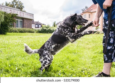 An Adorable Photograph Of A Dog Shaking A Man's Hand In A Green Grassland