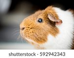 Adorable Pig portrait with a blurry background.