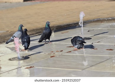 Adorable pigeons bathing at the fountain of a square, early autumn, town park fountain. - Powered by Shutterstock