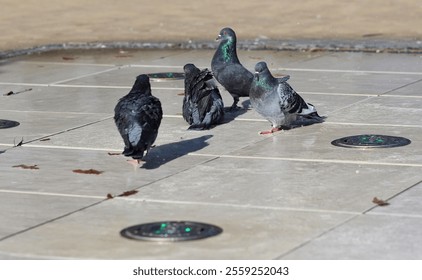 Adorable pigeons bathing at the fountain of a square, early autumn, town park fountain. - Powered by Shutterstock