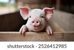 Adorable piglet peeking over a wooden fence.