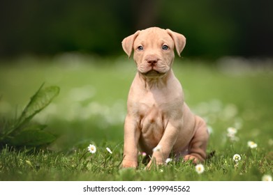 adorable pit bull puppy sitting outdoors in summer