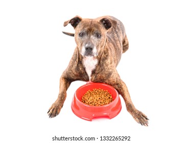 Adorable Pitbull Dog Laying On The Floor Next To A Red Bowl Full Of Food Against A White Background