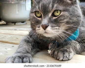 Adorable Polydactyl Cat Lying On Deck