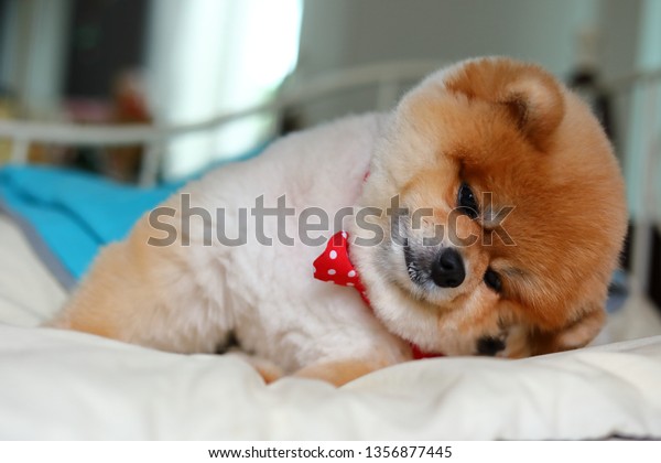 Adorable Pomeranian Dog Small Animal Home Stock Photo Edit Now