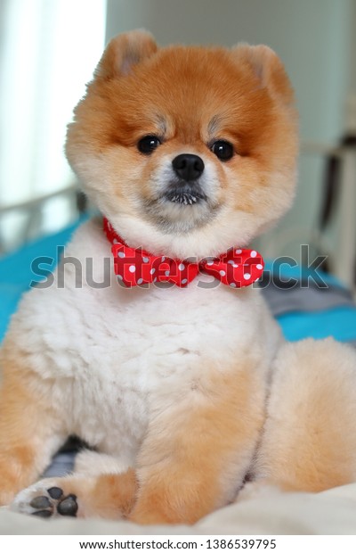 Adorable Pomeranian Dog Small Animal Home Stock Photo Edit Now