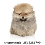 Adorable Pomeranian puppy with fluffy fur sitting against a white background, looking cute and serious.