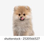 adorable pomeranian spitz dog sticking out tongue and licking nose while sitting in front of white background