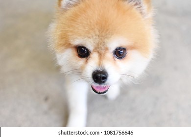 Brown Pom Images Stock Photos Vectors Shutterstock