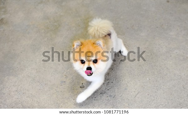 Adorable Pomeranian Walking Relax Home Brown Stock Photo Edit Now