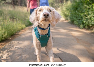 An Adorable Poodle Mix Dog Approaches The Camera To Sniff, While On A Hiking Trail With Its Owners.