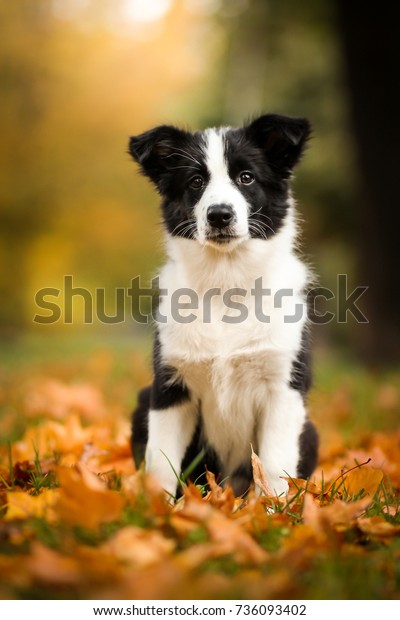 Adorable Portrait Amazing Cute Black White Stock Photo Edit Now