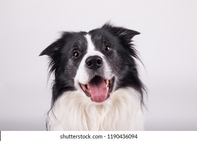 adorable portrait of amazing healthy and happy adult black and white border collie in the photo studio on the white background
