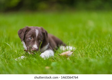 Adorable portrait of amazing healthy and happy black and white border collie puppy against foliage sunset light bokeh background. Adorable head shot portrait with copy space