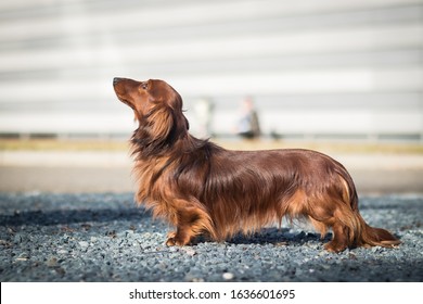 adorable portrait of amazing healthy and happy dachshund in the exhibition stand