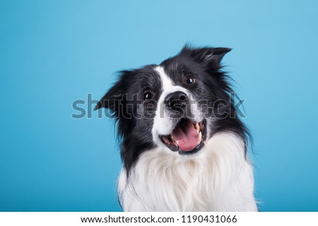 adorable portrait of amazing healthy and happy adult black and white border collie in the photo studio on the blue background
