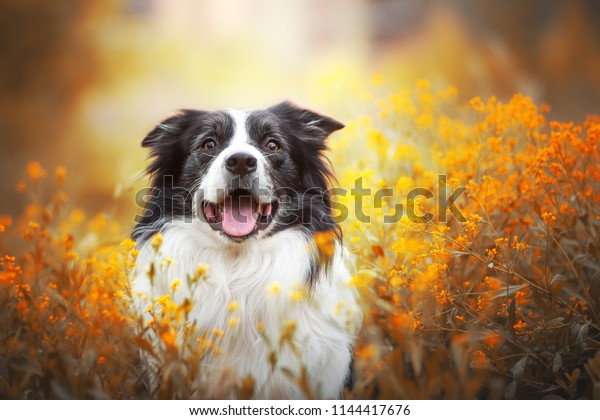 adorable portrait of amazing
healthy and happy old black and white border collie in the flowers


