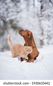 Adorable Portrait Of Dog And Cat In Winter Forest