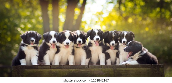 6,262 Eight puppies Images, Stock Photos & Vectors | Shutterstock