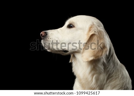 Adorable Portrait of Golden Retriever Dog Looking side, Isolated on Black Backgrond, profile view