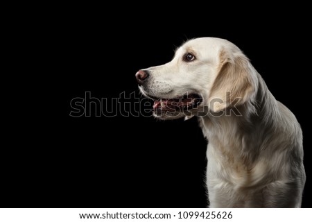 Adorable Portrait of Golden Retriever Dog Looking side, Isolated on Black Backgrond, profile view