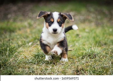 Adorable Portrait Of Sweet Healthy And Happy Welsh Corgi Cardigan Puppy Litter In The Garden