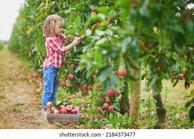 Adorable preschooler girl in red and white shirt picking red ripe organic apples in orchard or on farm on a fall day. Outdoor autumn activities for kids